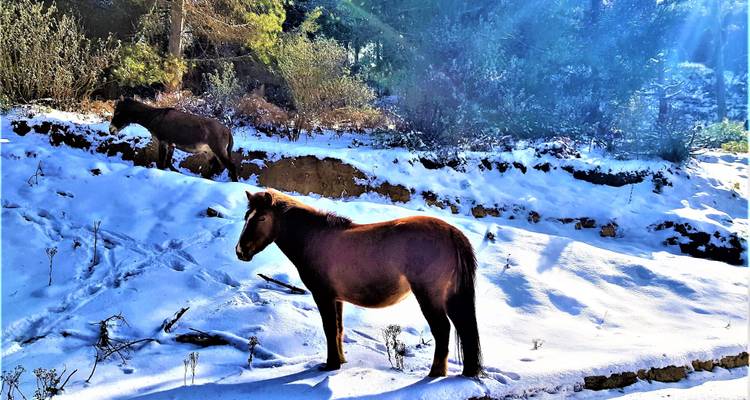 Circuit ornithologique et animalier au Bhoutan - Bhutan Best Inbound Tour 7