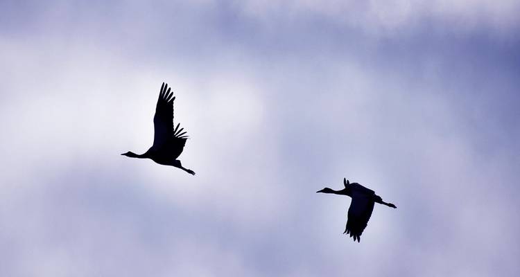 Circuit ornithologique et animalier au Bhoutan - Bhutan Best Inbound Tour 2