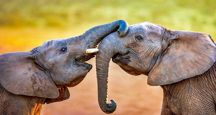 Dos elefantes jóvenes interactuando juguetonamente con sus trompas.