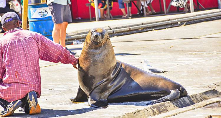 Man die interacteert met een zeehond die rust op een kade.
