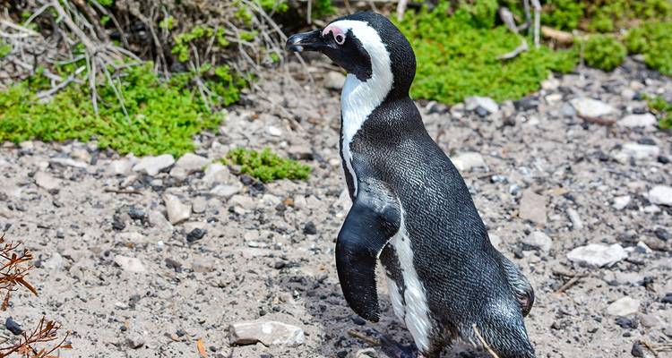 Enkele pinguïn lopend op rotsachtig terrein bij vegetatie.
