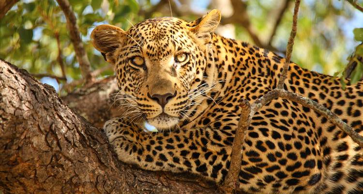 Luipaard rustend op een boomtak.