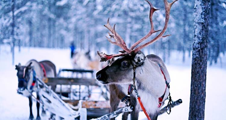 Northern Lights of Scandinavia (Classic) - Insight Vacations 7