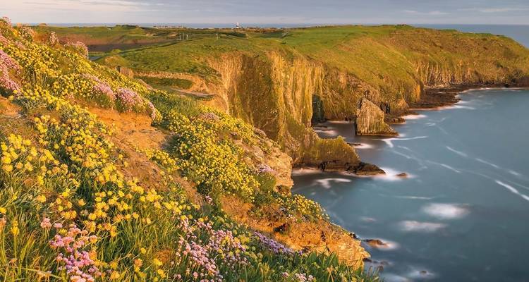 Scenic cliffs covered with wildflowers overlooking the ocean, likely in Ireland.