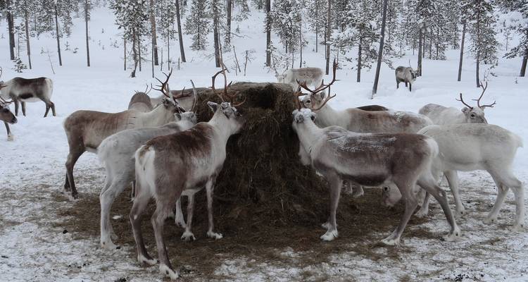 Aurores boréales en Scandinavie (petits groupes) - Insight Vacations 6
