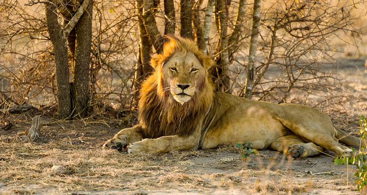 Tailor-Made Kruger National Park Safari, Daily Departure & Private Tour - Agate Travel 8