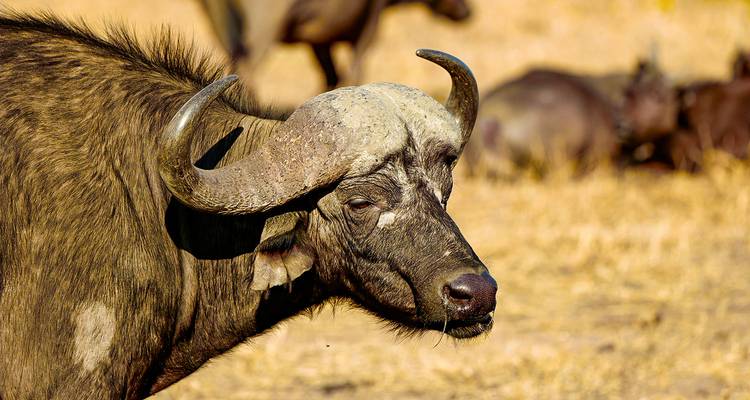Tailor-Made Kruger National Park Safari, Daily Departure & Private Tour - Agate Travel 9