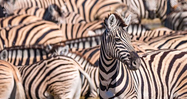 Tailor-Made Kruger National Park Safari, Daily Departure & Private Tour - Agate Travel 3