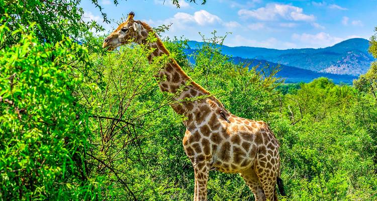 Vacances privées sur mesure de 2 semaines en Afrique du Sud, départ quotidien - Agate Travel 9