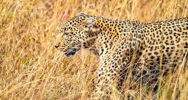 Vacances privées sur mesure de 2 semaines en Afrique du Sud, départ quotidien - Agate Travel 10