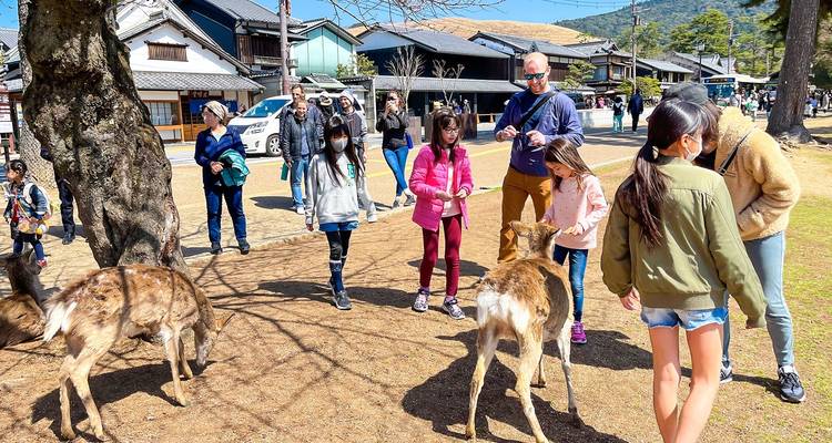 Des gens qui nourrissent des cerfs dans un parc.
