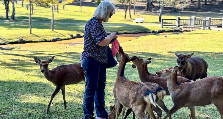 Person, die mit einer Gruppe von Rehen in einem Park interagiert.