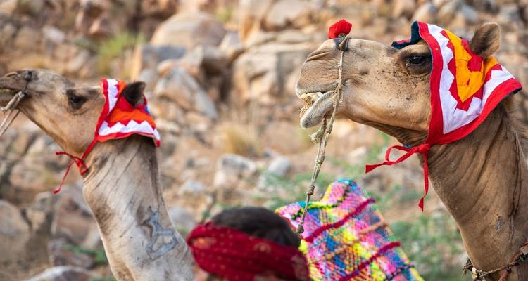 India's Golden Triangle Tour with Kolkata 9 Days - Amazing India Tours 2