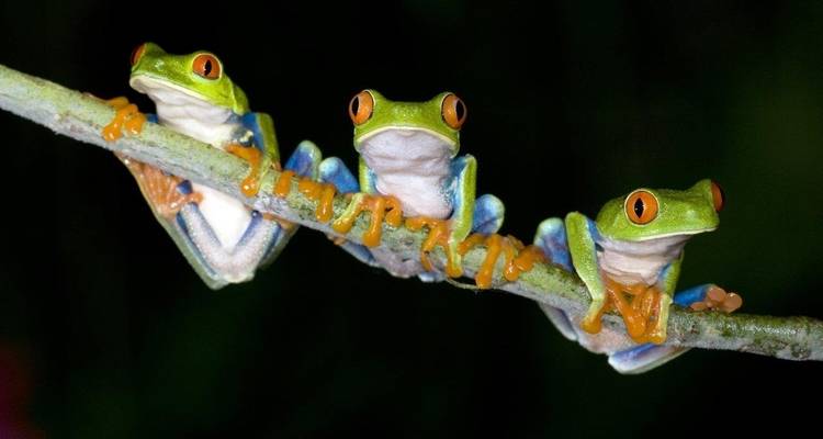 Monteverde Cloudforest Essences, court séjour - Destination Services Costa Rica 1