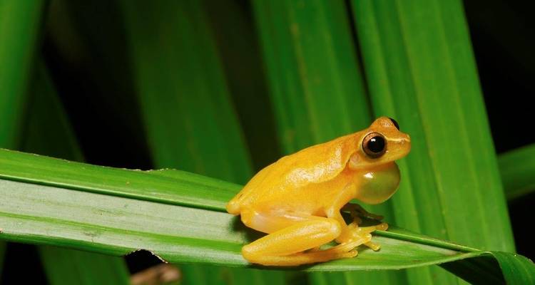 Monteverde Cloudforest Essences, court séjour - Destination Services Costa Rica 5