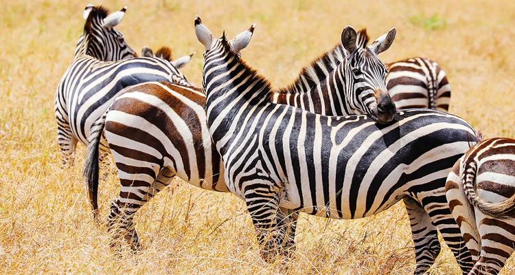Aventura por Kenia personalizado con salida diaria y circuito privado - Agate Travel 10