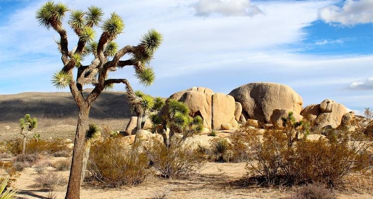 5 Days Death Valley and Joshua Tree - Bucket List Group Travel LLC 3