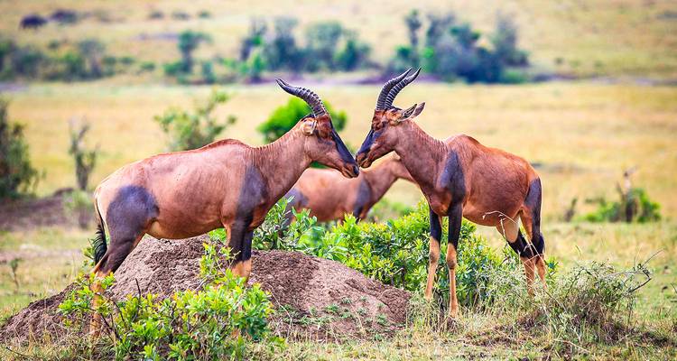 Safari personalizado de 10 días por la vida salvaje de Kenia, con salida diaria y en privado - Agate Travel 9