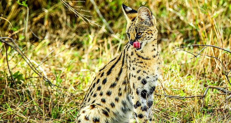 Safari personalizado de 10 días por la vida salvaje de Kenia, con salida diaria y en privado - Agate Travel 10