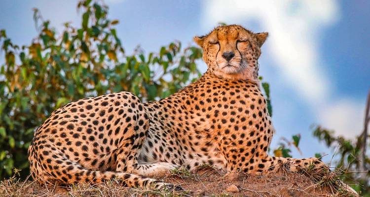 Circuito privado personalizado por Kenia de la migración de los Ñus de Masai Mara, salida diaria - Agate Travel 1