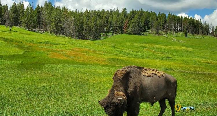 Aventure dans le parc national de Yellowstone et des Grand Tetons - 5 jours - Bucket List Group Travel LLC 4