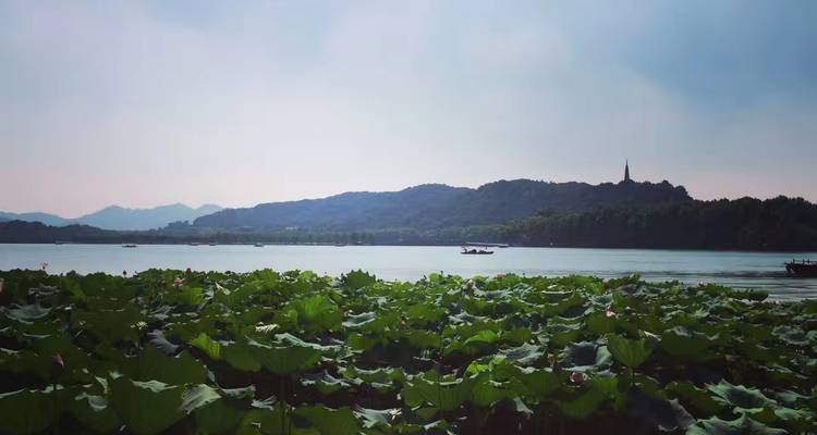 Étang de lotus avec vue lointaine sur les collines et une pagode.