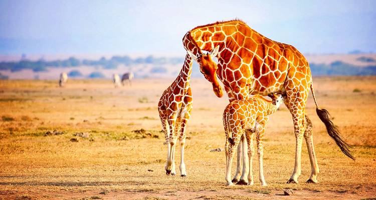 Safari privado personalizado por Kenia a Masai Mara, salida diaria - Agate Travel 1