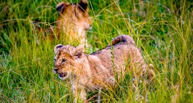 Safari privado personalizado por Kenia a Masai Mara, salida diaria - Agate Travel 3