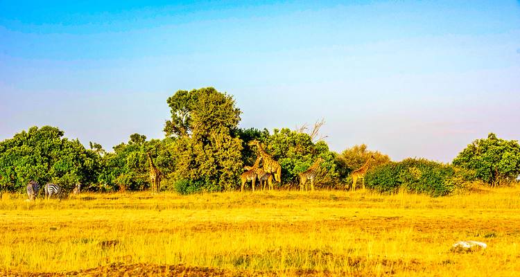 Safari privado personalizado por Kenia a Masai Mara, salida diaria - Agate Travel 7