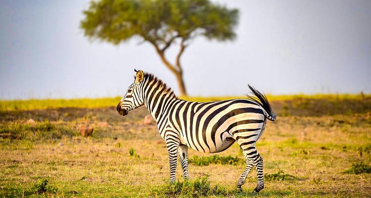 Safari privado personalizado por Kenia a Masai Mara, salida diaria - Agate Travel 8