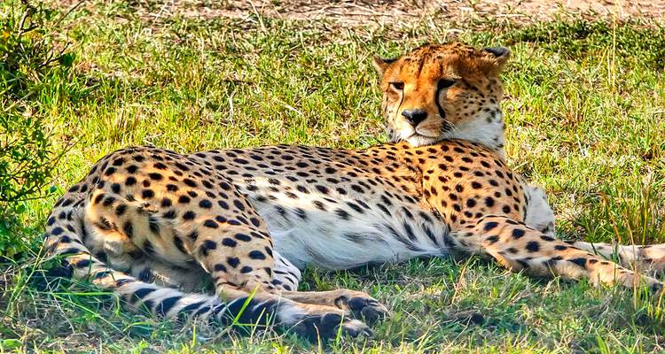 Safari privado personalizado por Kenia a Masai Mara, salida diaria - Agate Travel 9