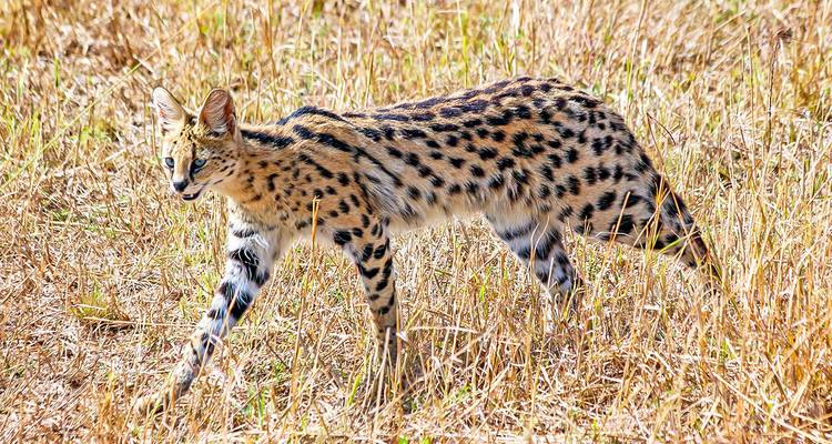 Safari privado personalizado por Kenia a Masai Mara, salida diaria - Agate Travel 10