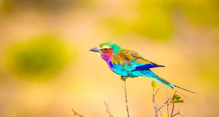 Kleurrijke vogel neergestreken op een tak.