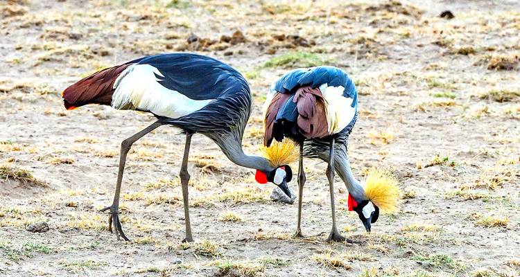 Safari y observación de aves en Kenia personalizado, salida diaria y circuito privado - Agate Travel 7