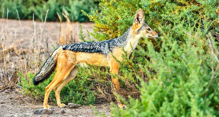 Safari y observación de aves en Kenia personalizado, salida diaria y circuito privado - Agate Travel 8