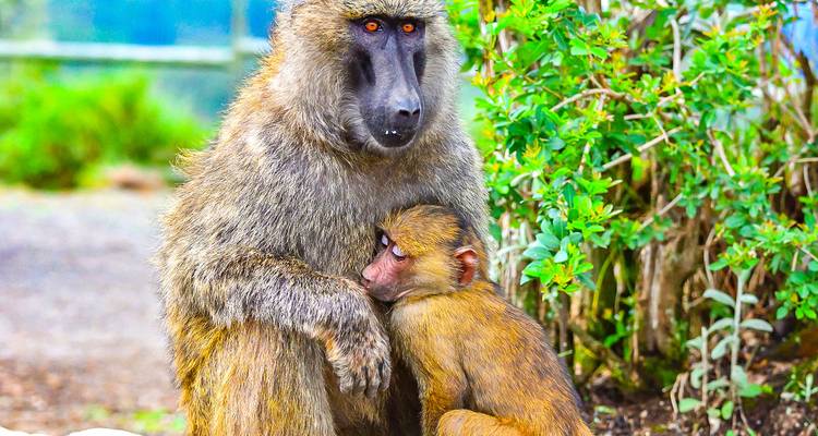 Safari y observación de aves en Kenia personalizado, salida diaria y circuito privado - Agate Travel 9