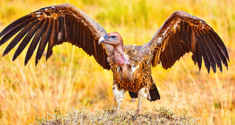 Safari y observación de aves en Kenia personalizado, salida diaria y circuito privado - Agate Travel 10