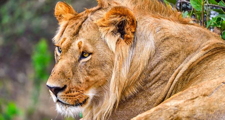 Safari y observación de aves en Kenia personalizado, salida diaria y circuito privado - Agate Travel 2