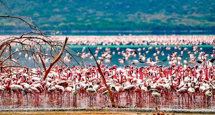 Safari y observación de aves en Kenia personalizado, salida diaria y circuito privado - Agate Travel 4