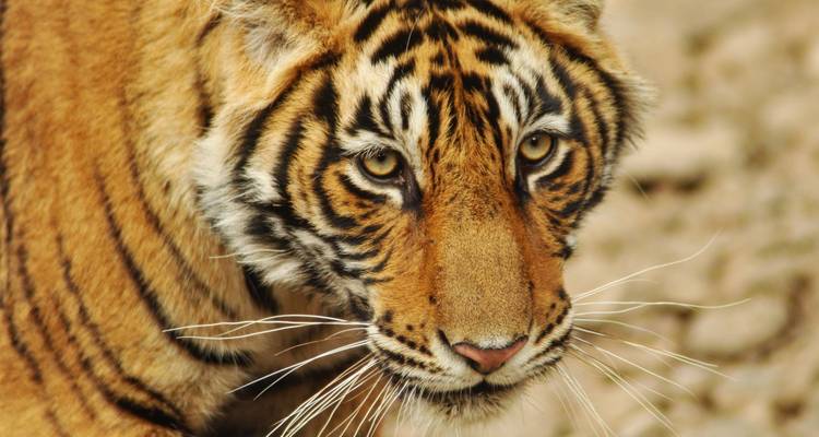 A close-up of a tiger in its natural habitat with a sharp gaze.