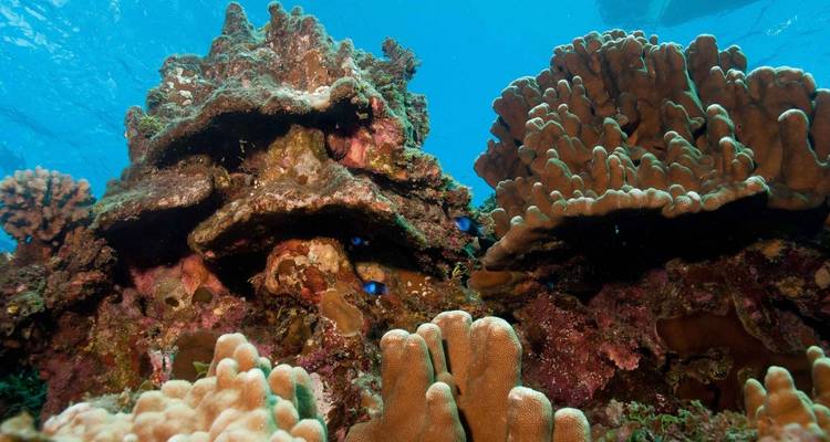 4-Day Trip Best of Easter Island - Tangol Tours 7