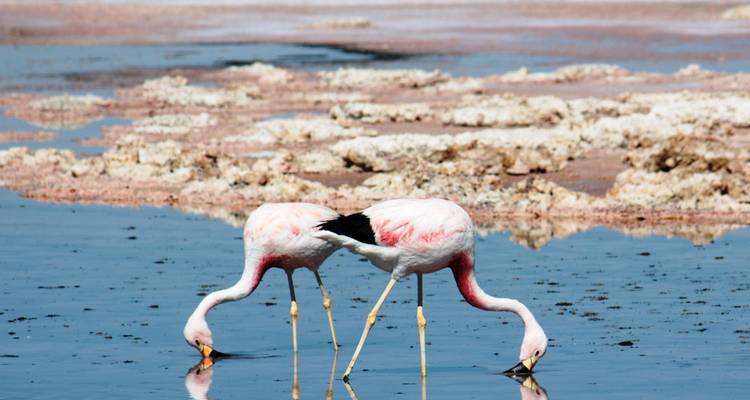Dos flamencos alimentándose en un lago poco profundo.