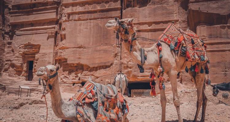 Chameaux avec des selles décoratives dans un décor de canyon.