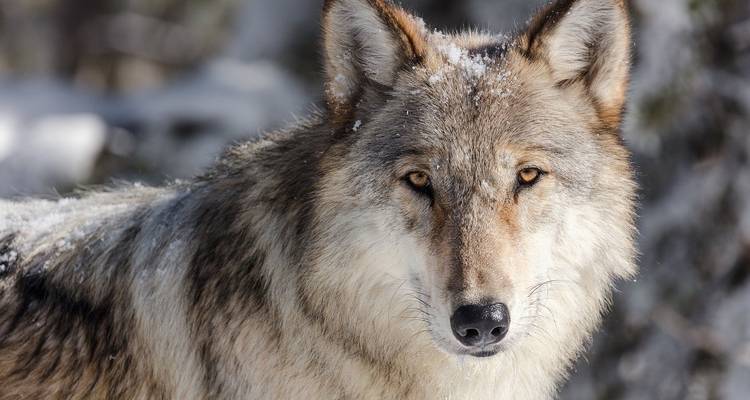 EE.UU. - 6 días de aventura por la fauna Invernal de Yellowstone - Bucket List Group Travel LLC 2