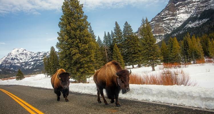 EE.UU. - 6 días de aventura por la fauna Invernal de Yellowstone - Bucket List Group Travel LLC 3