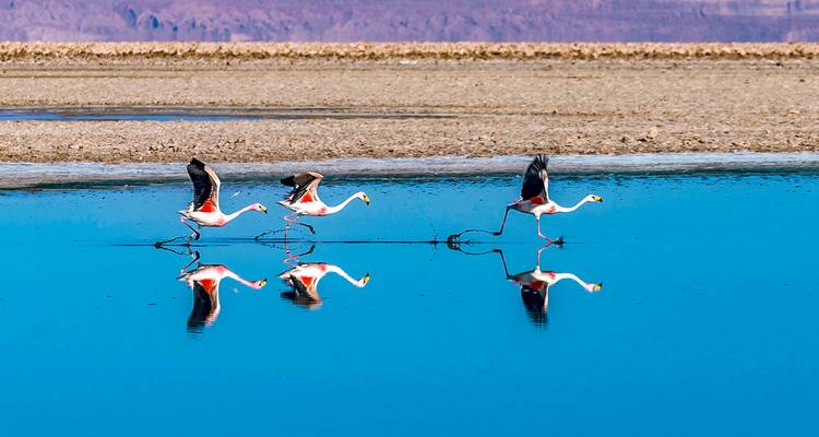 Tailor-Made Adventure to Atacama Desert, Private Guide & Driver - Agate Travel 2