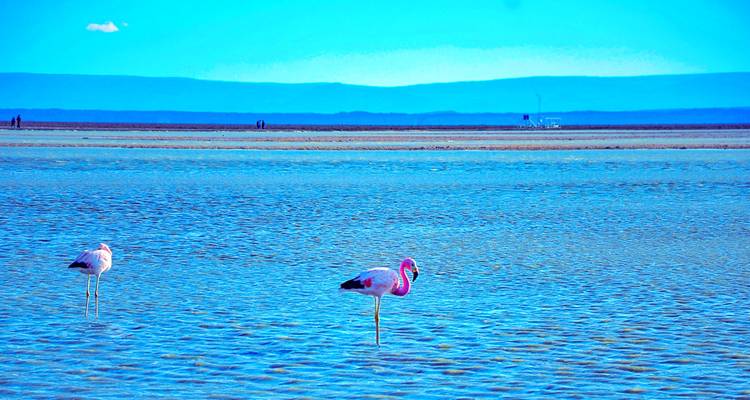 Tailor-Made Adventure to Atacama Desert, Private Guide & Driver - Agate Travel 10