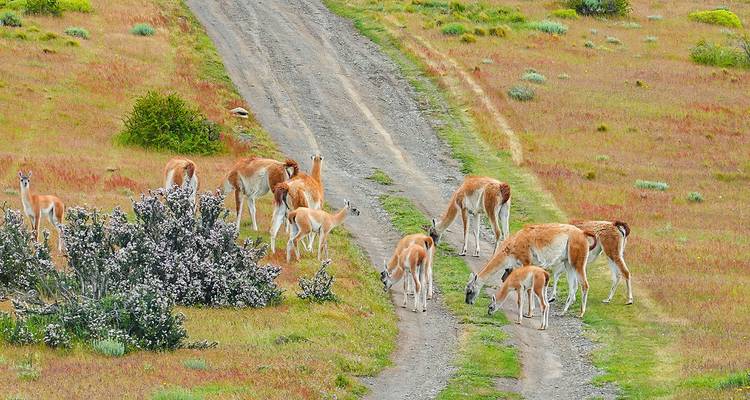 Private Chile Tour to Lakes District & Patagonia with Rafting and Trekking - Agate Travel 6