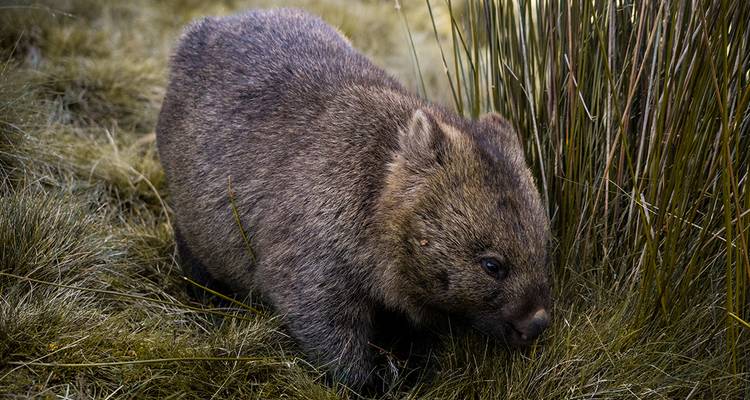 Trek sur la piste de Cradle Mountain Overland Track - Intrepid Travel 1