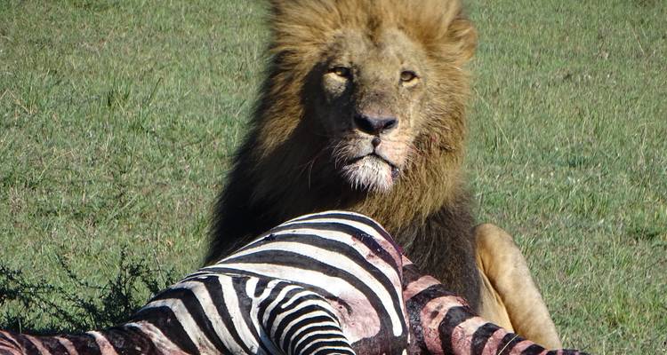 1 DAY MAASAI MARA SAFARI - FLY IN PACKAGE - Samson's Safaris 6